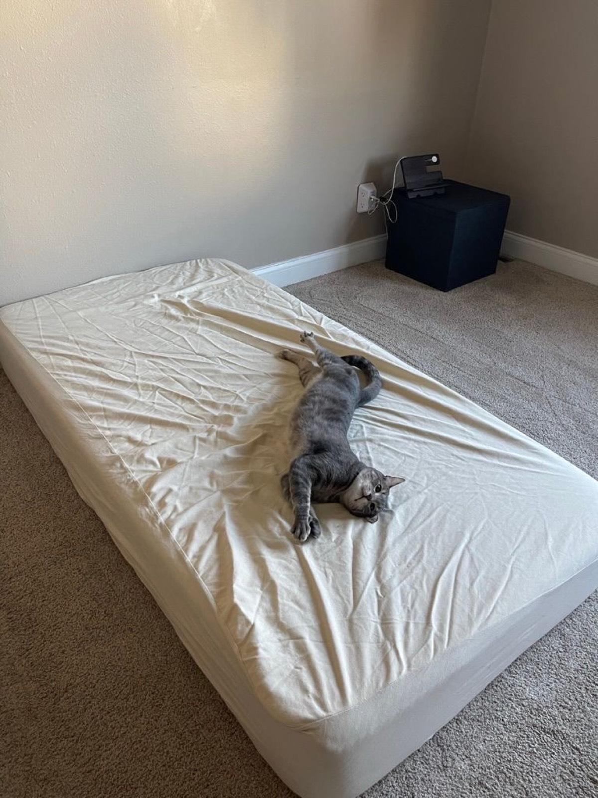 Theo looking for attention.