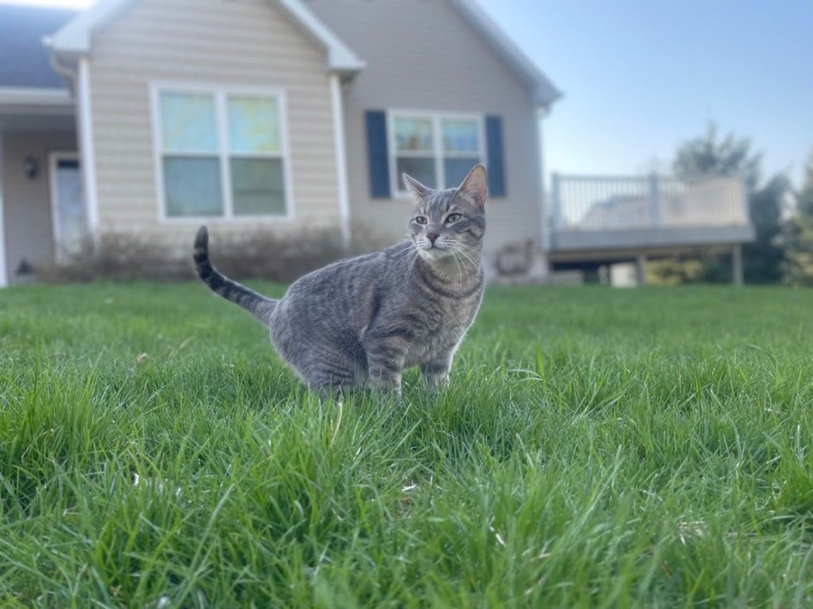 Adventure Cat
