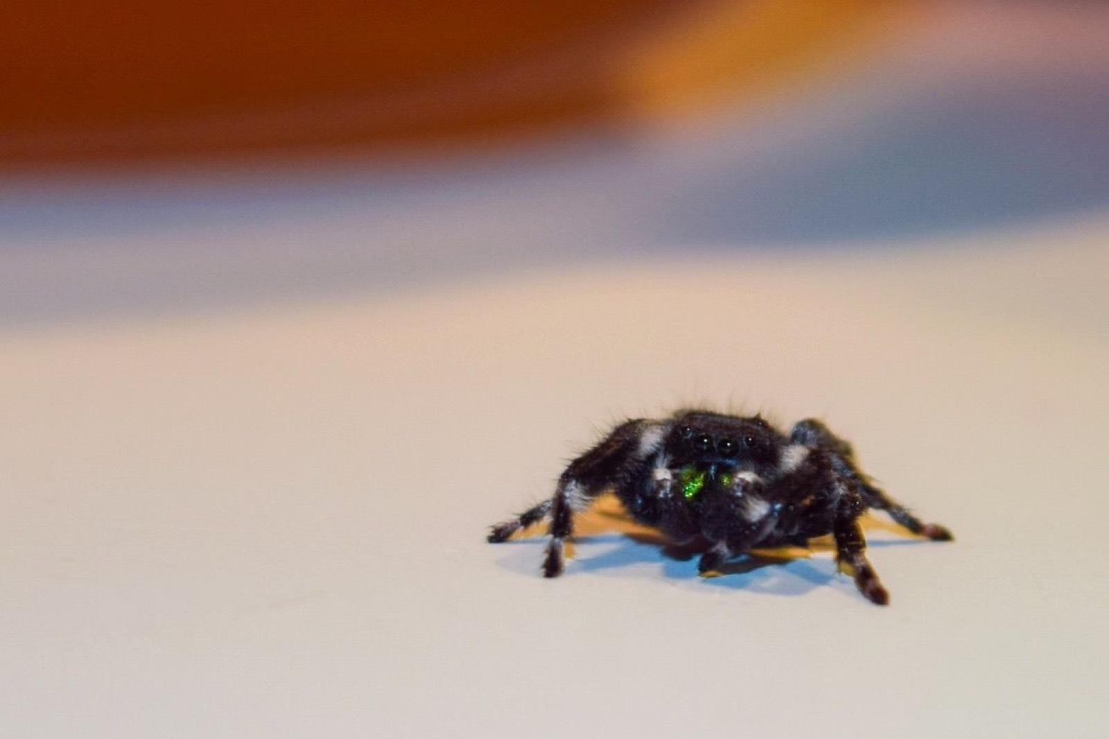 Macro Photo of a Spider
