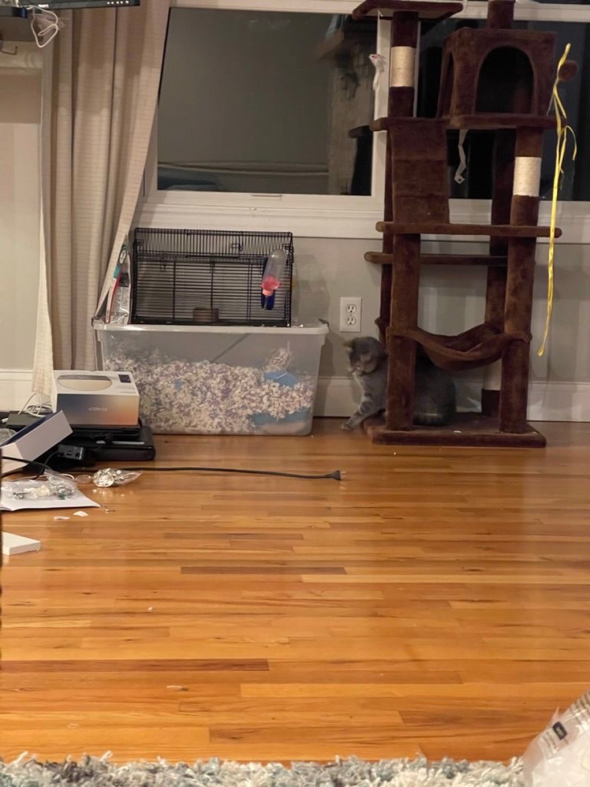 Stella entertained herself while we played. Watching the gerbils are her hobby.