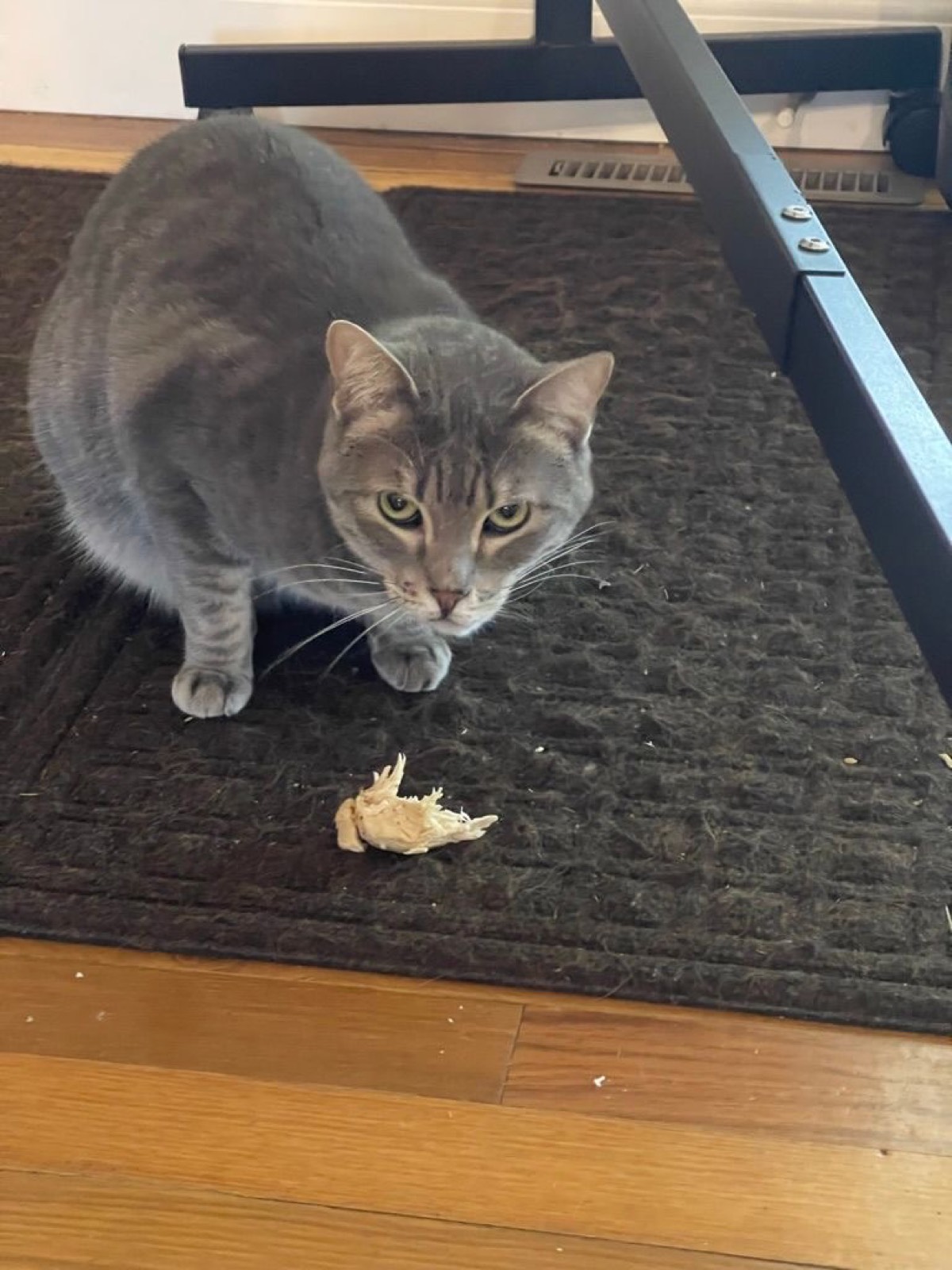 I now have to watch out for Stella….she stole some chicken off the counter which is a first!