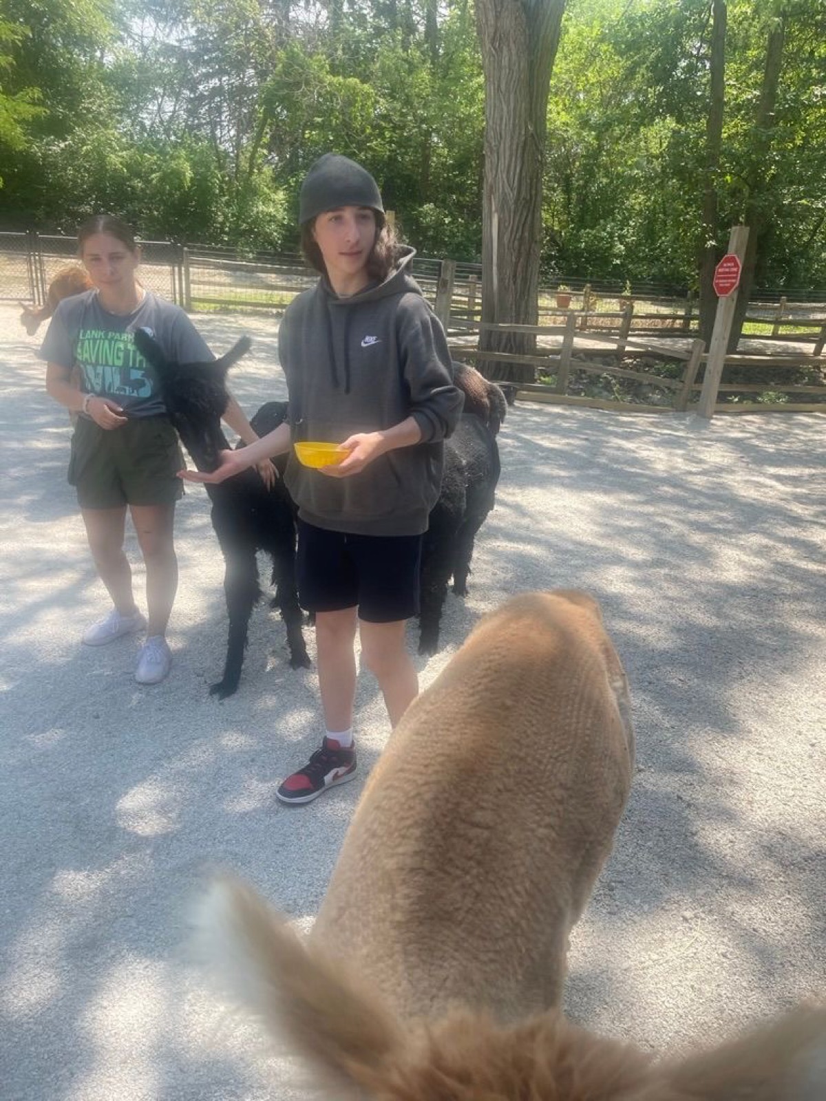 Even Huxley was smiling with the alpacas. I got to get that kid a dog soon.