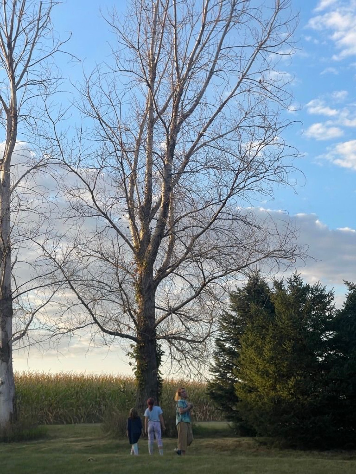 Investigating the woodpecker