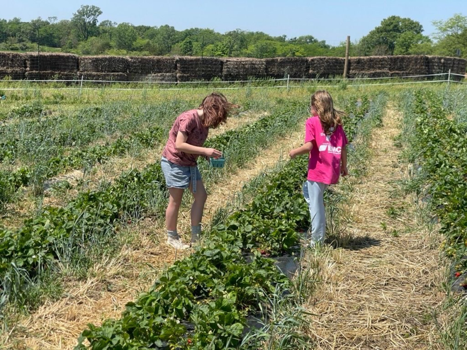 Picking strawberries! They were exceptionally good
