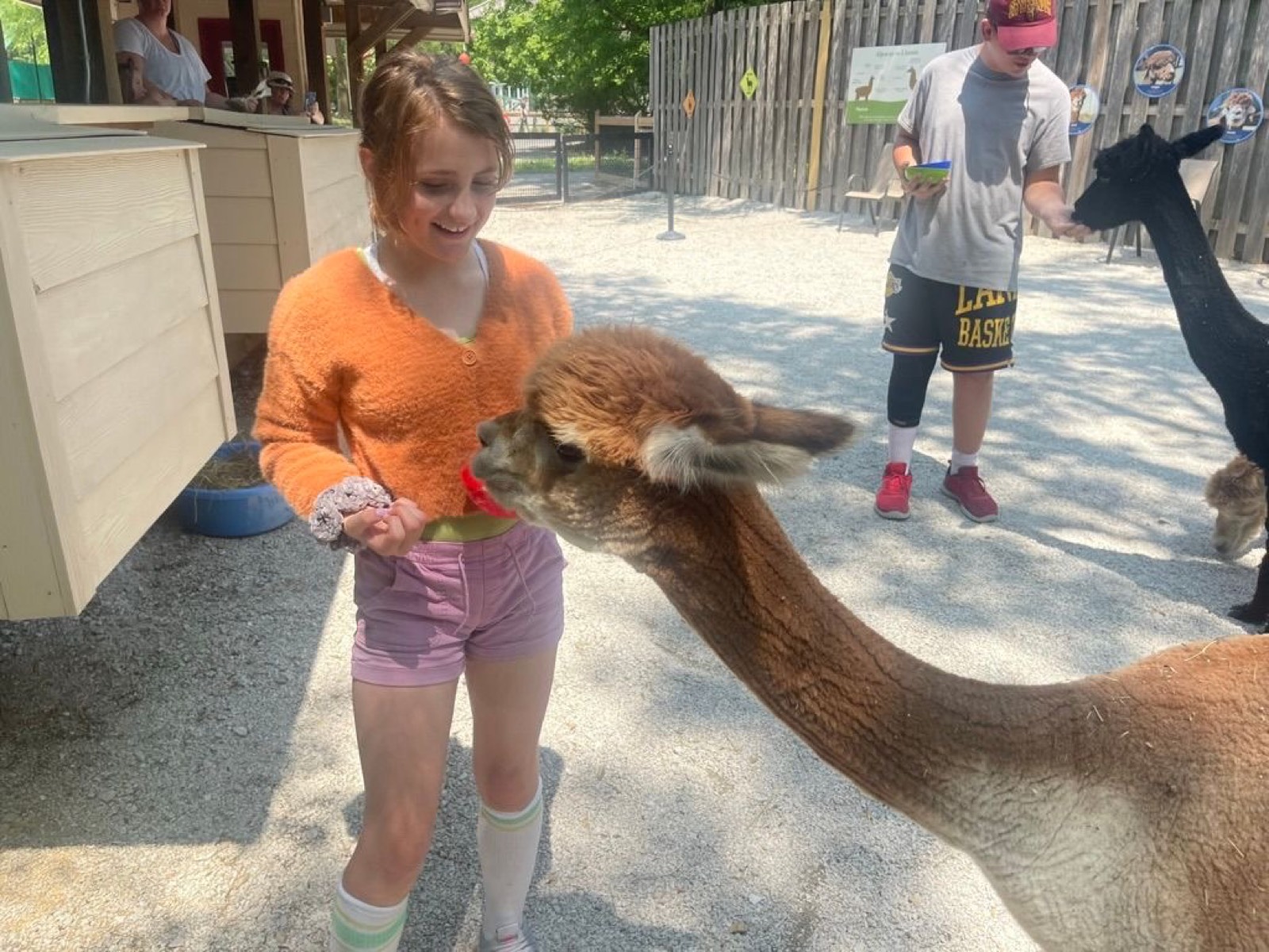 Birdie did a good job of getting over her anxiousness and let the alpaca eat out of her hand.
