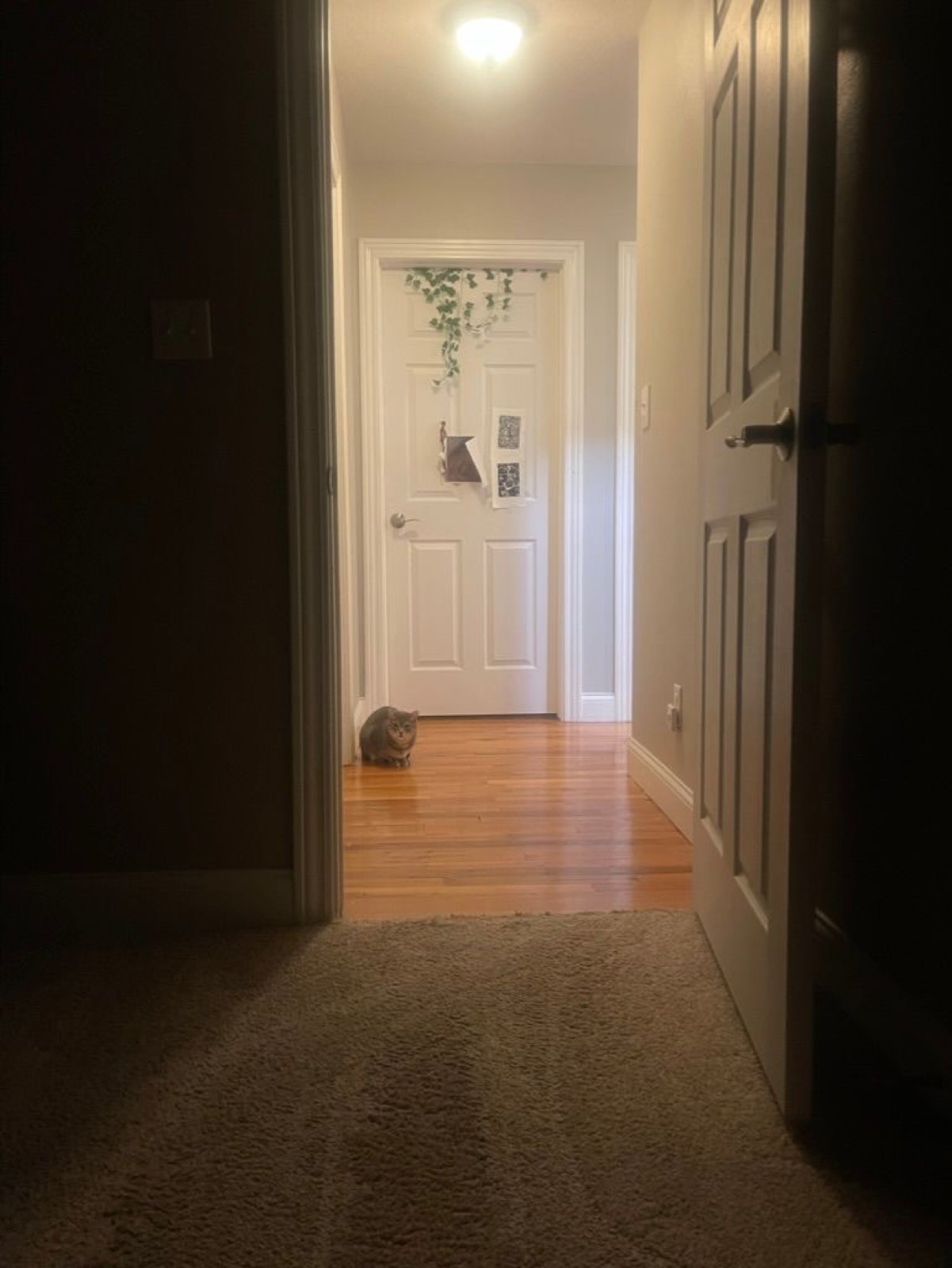 Skittish Cat