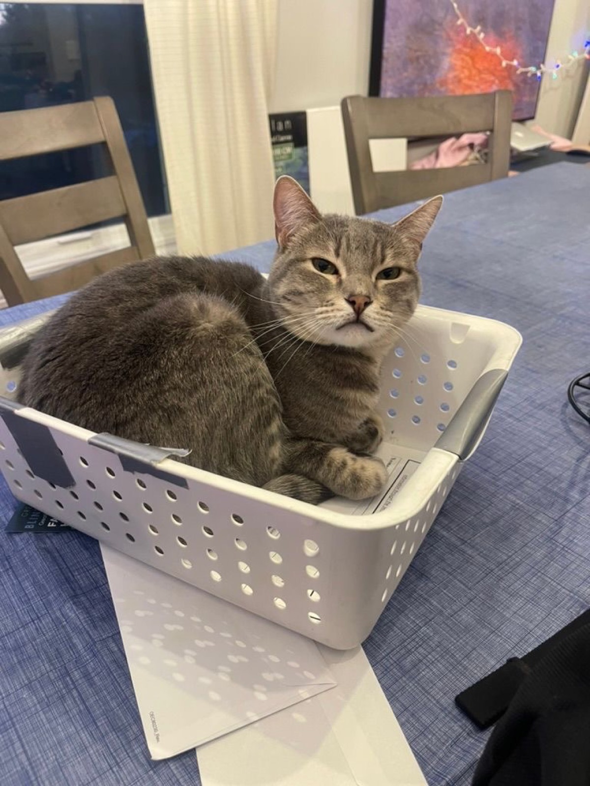 Box Cat