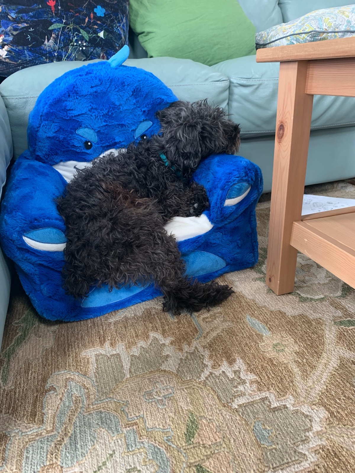 Tank clearly likes Heloise's stuffed chair....