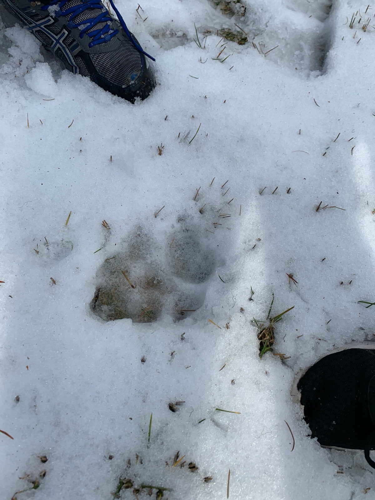 A mountain lion 20 feet from the back of the house!