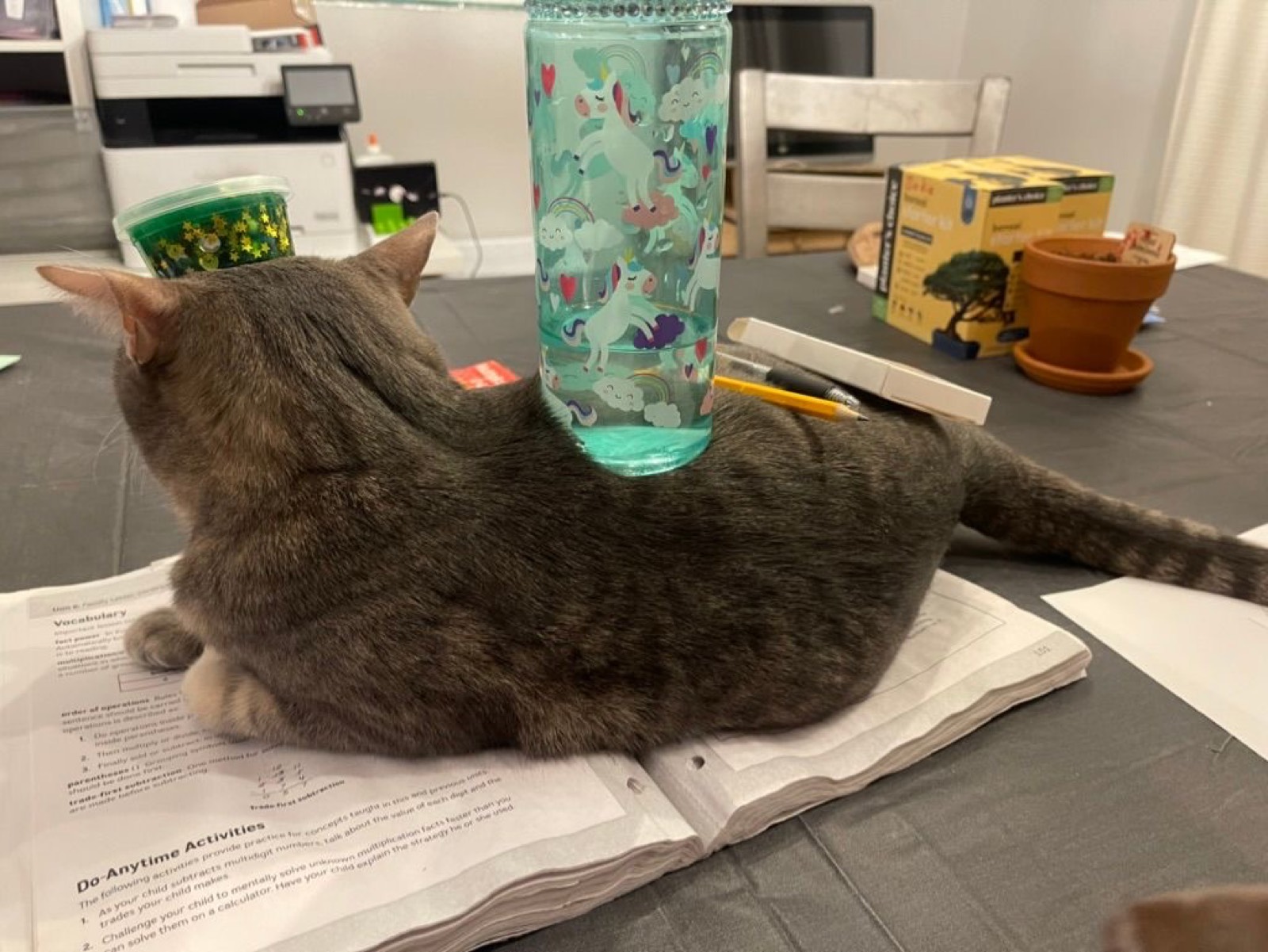Theo is a pretty chill cat